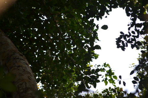 Prioria copaifera, photograph 2