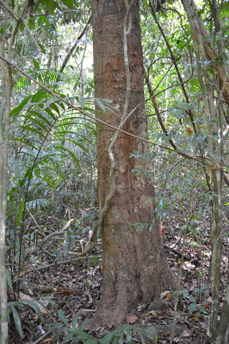 Prioria copaifera, photograph 3