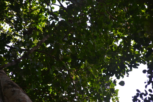 Prioria copaifera, photograph 4