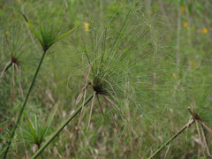Cyperus giganteus
