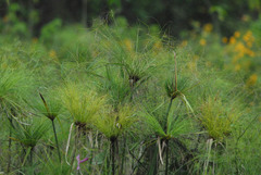 Cyperus giganteus