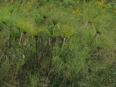 Cyperus giganteus