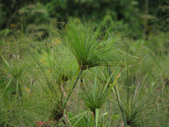 Cyperus giganteus