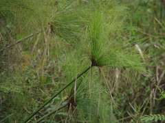 Cyperus giganteus