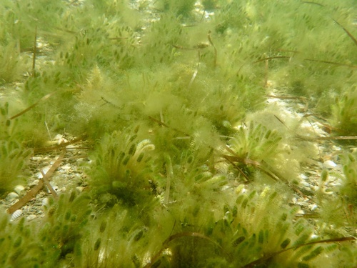 Batophora occidentalis observed 2025-09-04