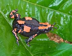 Somali Rubber Frog photo 1