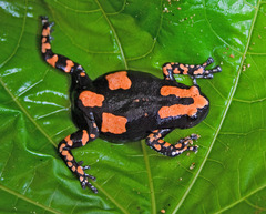Somali Rubber Frog photo 2