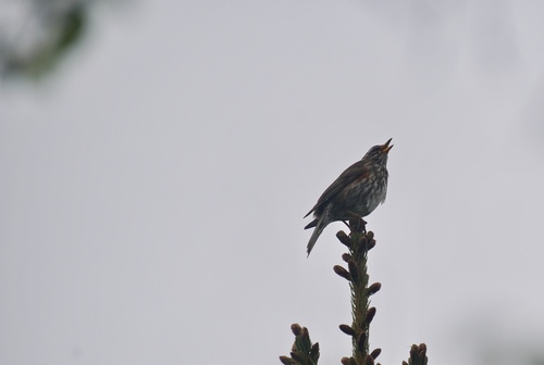 Mali drozd (Turdus iliacus)