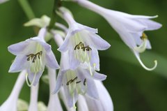 Hosta sieboldiana