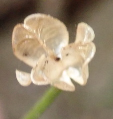 Drimia uniflora