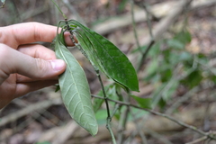 Psychotria marginata