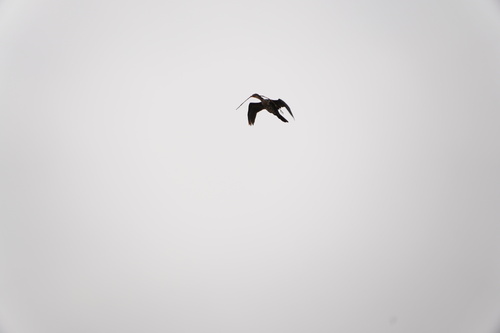 Reed Cormorant