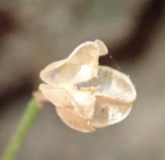 Drimia uniflora