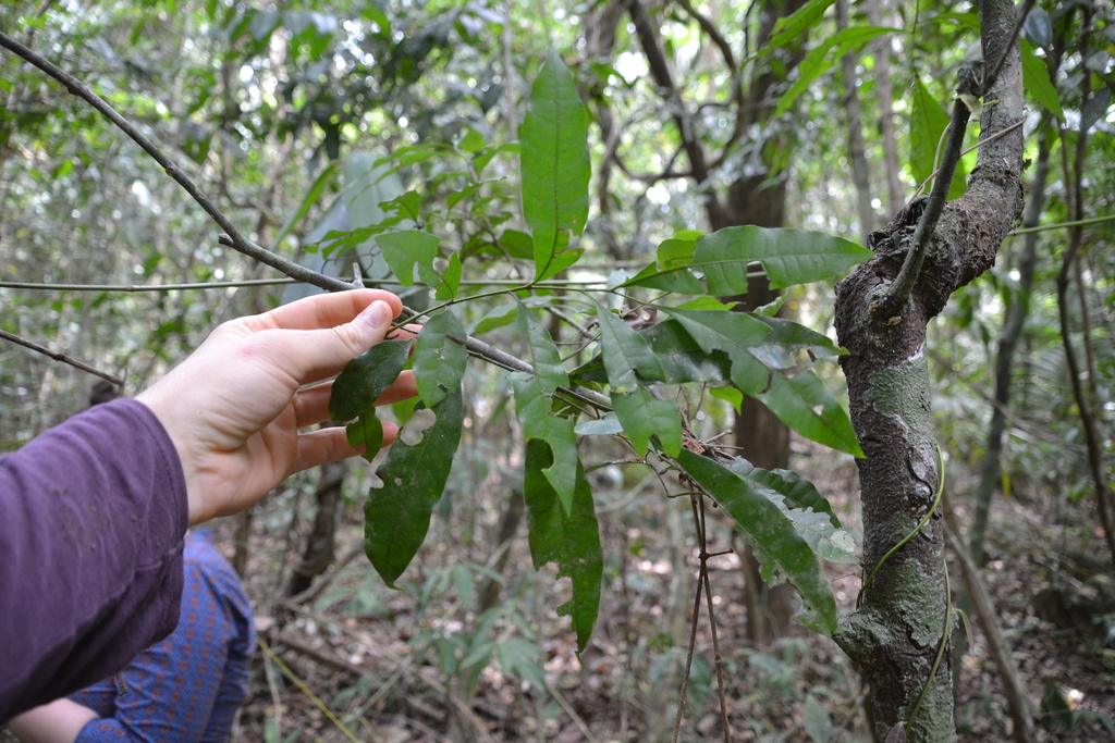 Trichilia tuberculata; photograph (c) Letizia Weichgrebe, some rights reserved (CC BY)