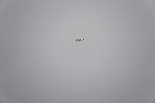 Gray-hooded Gull