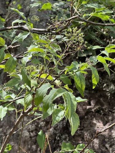 Arizona spikenard (Aralia humilis)