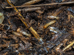 Reticulitermes grassei