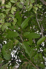 Protium panamense image