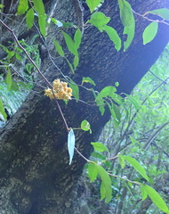 Pterocelastrus rostratus