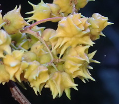 Pterocelastrus rostratus