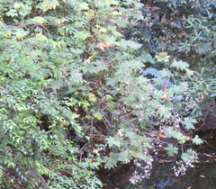 Pelargonium hispidum