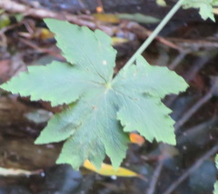 Pelargonium hispidum
