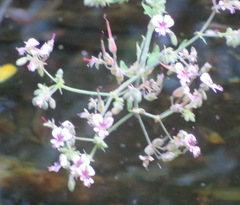 Pelargonium hispidum