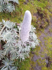 Lupinus alopecuroides