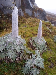 Lupinus alopecuroides