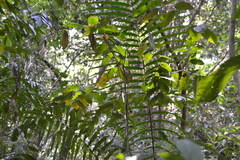 Mabea occidentalis