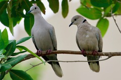 Streptopelia decaocto