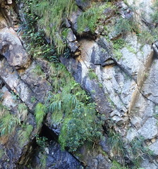 Gladiolus aquamontanus