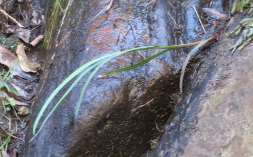 Image of Gladiolus aquamontanus by (c) Nicola van Berkel, some rights reserved (CC BY-SA)