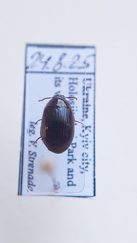 Platydema dejeanii