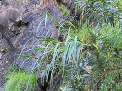 Gladiolus aquamontanus