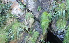 Gladiolus aquamontanus