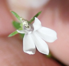 Monopsis alba