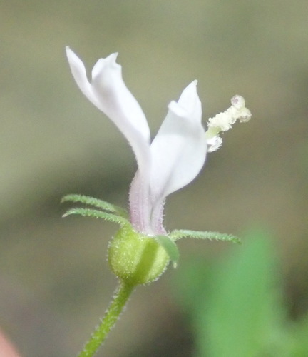 Image of Monopsis alba by (c) Nicola van Berkel, some rights reserved (CC BY-SA)