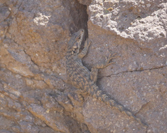 Pseudocordylus subviridis