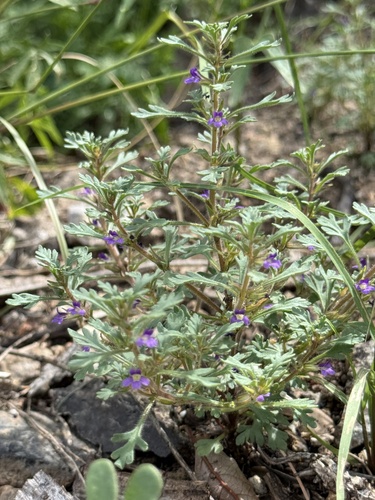 Harlequin Spiralseed (Schistophragma intermedium)