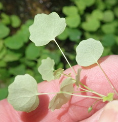 Wimmerella pygmaea
