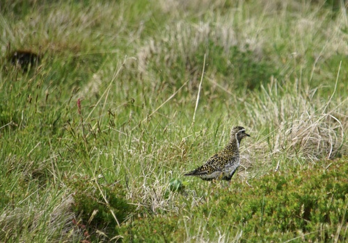 kulík zlatý (Pluvialis apricaria)