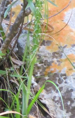 Pterygodium volucris