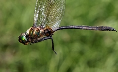 Somatochlora kennedyi