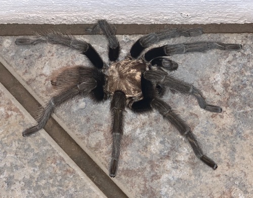 Desert Blonde Tarantula