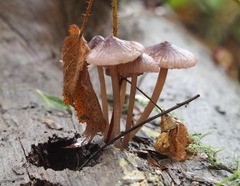 Mycena bulliformis