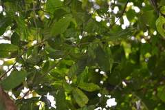 Sorocea affinis