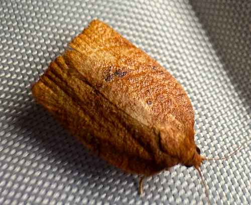 Obsolete-banded Leafroller Moth photo 3