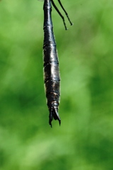 Somatochlora kennedyi