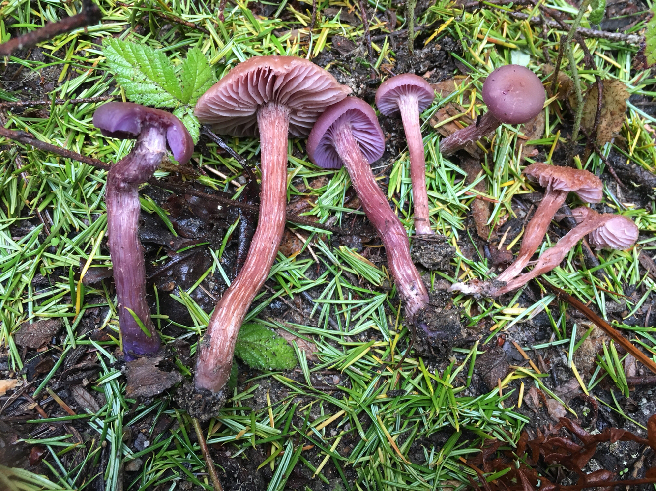 Laccaria amethysteo-occidentalis image